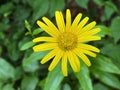 Ox-eye / Buphthalmum salicifolium / WeidenblÃÂ¤ttrige Ochsenauge, Weidenblatt-Rindsauge, Buphthalme ÃÂ  feuilles de saule Royalty Free Stock Photo